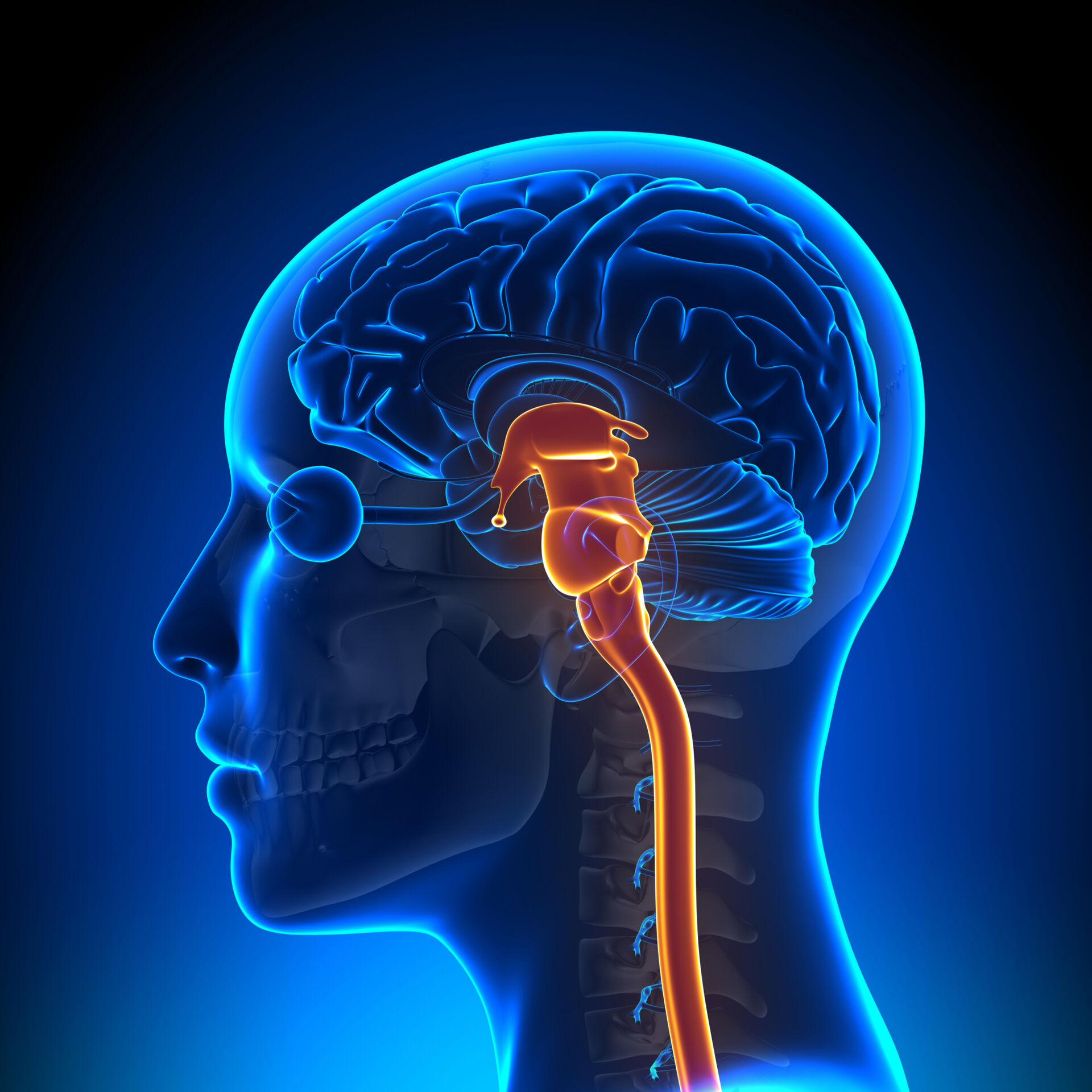 Brain-Stem-Injury-2048x2048